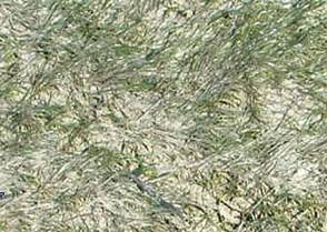 Les herbiers de zostères Fiche N 5 INTRODUCTION GÉNÉRALE Les zostères sont des phanérogames marines qui se développent sur les sédiments sableux et sablovaseux intertidaux et infralittoraux des côtes