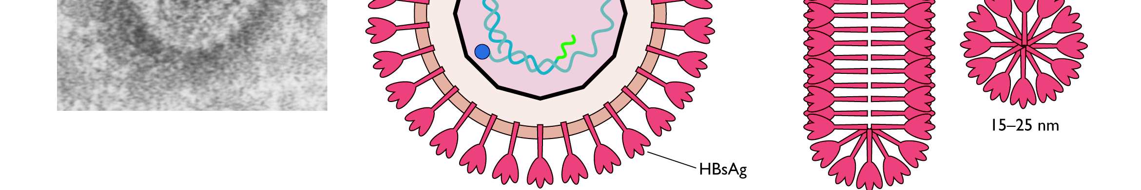 Génome à ADN bicaténaire La plupart des virus à ADN monocaténaire Parvoviridae et Circoviridae Taille: 3,2 kbp (Virus de l Hépatite B), 5,7 kb (Parvoviridae) 235 kbp (Cytomégalovirus) 4 gènes pour le