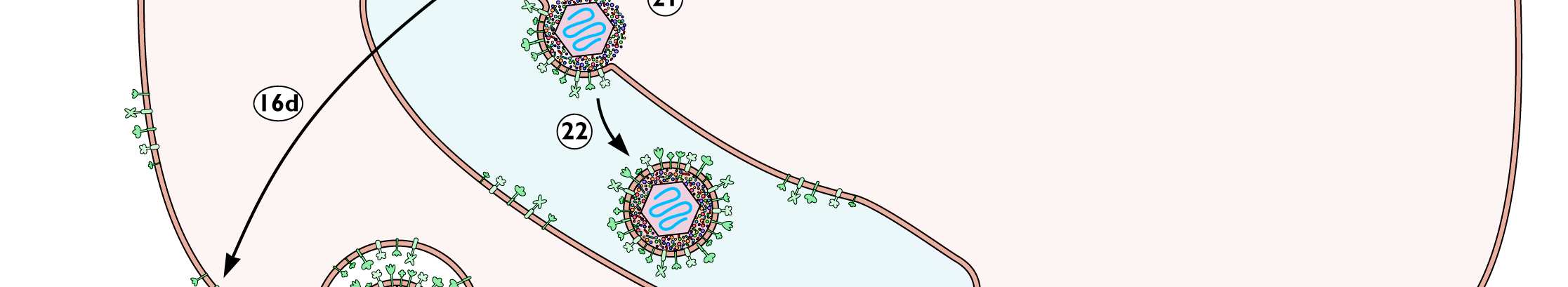 55 56 Synthèse des macromolécules virales Le virus fait fabriquer par la cellule: des copies de génome viral des protéines virales son enveloppe