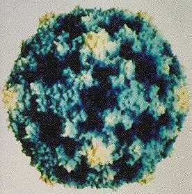 Structure des virus Observation de virus non enveloppés Paramecium bursaria chlorella virus type 1 (PBCV-1) 190 nm