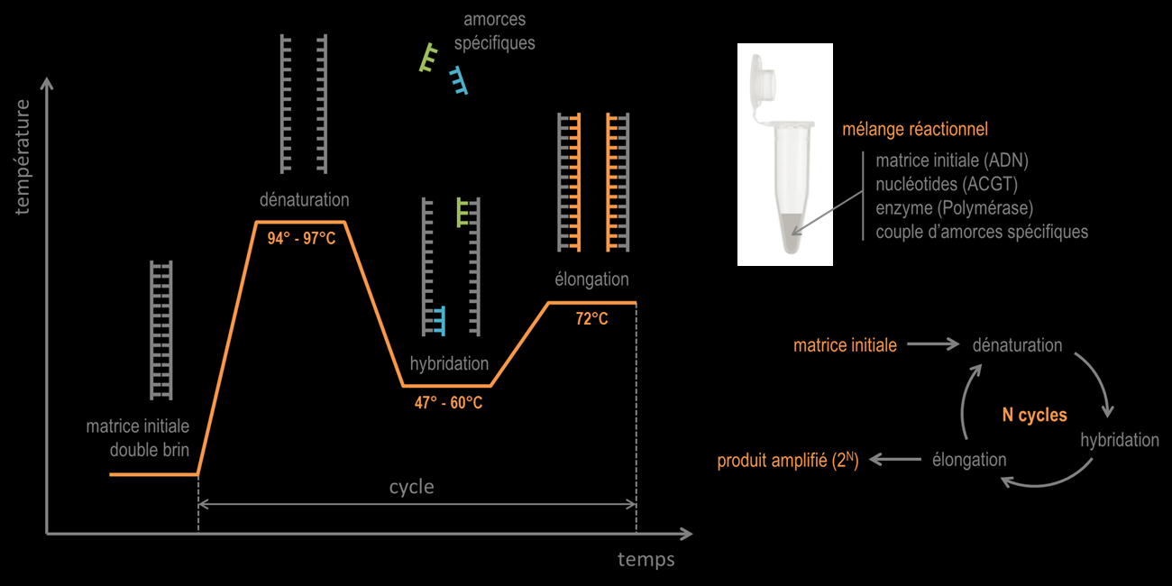 Fiche Technique 1 : Amplification par PCR Amplification par PCR F1 Principe La PCR (Polymerase Chain Reaction, Réaction de Polymérisation en Chaine) est une méthode d amplification génique, mise au