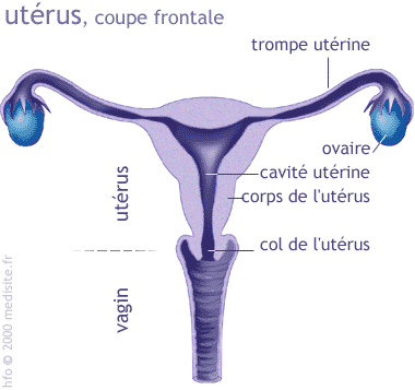 réalisée en début de grossesse permettra de le vérifier et des conseils d hygiène sont donnés aux non immunisées. Toucher vaginal : examen consistant à introduire 2 doigts dans le vagin.