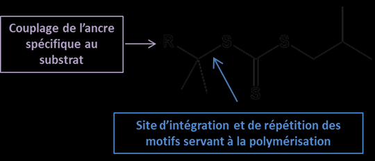 Comme toute polymérisation dite «vivante», la polymérisation RAFT minimise les réactions de terminaison irréversible en limitant le nombre de radicaux présents simultanément dans le milieu