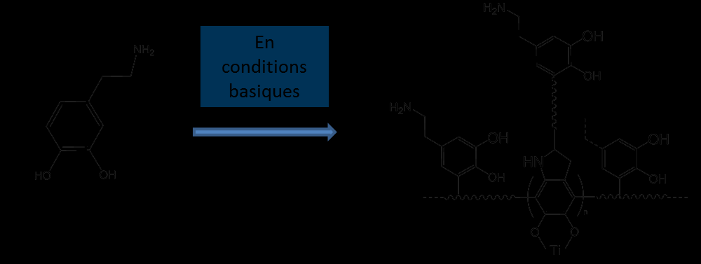 protéines sur divers biomatériaux 329-337. Par exemple, Lee et al. ont greffé la trypsine sur la couche adhésive de polydopamine 338 ; Poh et al.