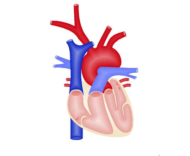 1.3. Techniques de pontage coronarien cielle qui assure l oxygénation du sang et sa circulation dans l organisme, permettant ainsi au chirurgien de réaliser le pontage sur un cœur à l arrêt.