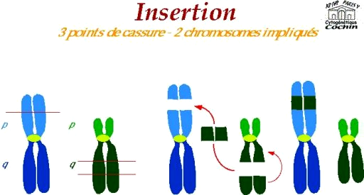 Figure 8 : insertion. 4.2.11. Double-minutes Les chromosomes double-minutes (dmin) sont des marqueurs de chromosomes sans centromères ni bandes.