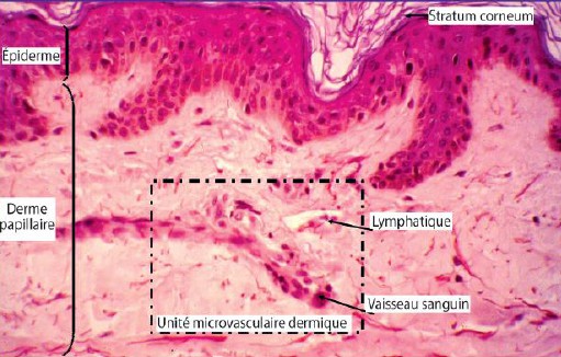 Granulocytes (polynucléaires neutrophiles et éosinophiles) Mastocytes Cellules NK D. Unité microvasculaire dermique Elles est composée de vaisseaux sanguins et de lymphatiques en parallèle.