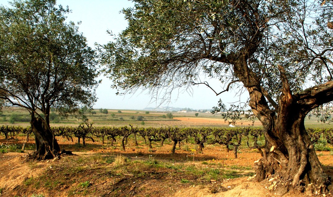 Languedoc Producer s choice: Ovilius (red) Information Appellation: Vin de Pays d'oc Grapes: 80%