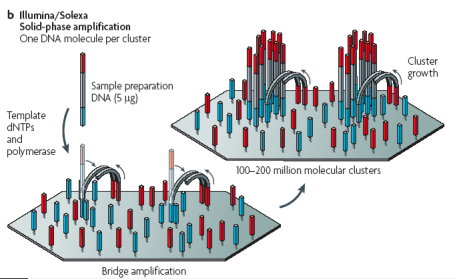 VARIABILITE DU GENOME HUMAIN Next generation sequencing