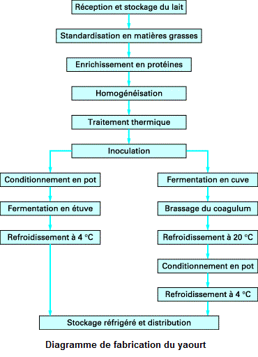 Camus Florine Fig1 : Schéma des interactions entre les deux bactéries du yaourt Lors de leur croissance, ces ferments lactiques hydrolysent le lactose en glucose et galactose.