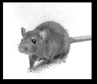 Annexe VIII : Empreintes de grands hamsters, de rats surmulots et de campagnols de champs obtenues grâce aux pièges à empreintes