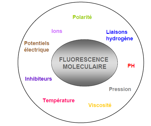 Effets de l environnement sur la fluorescence moléculaire Augmentation Température diminue la fluorescence Représentation schématique des différents facteurs environnementaux susceptibles d