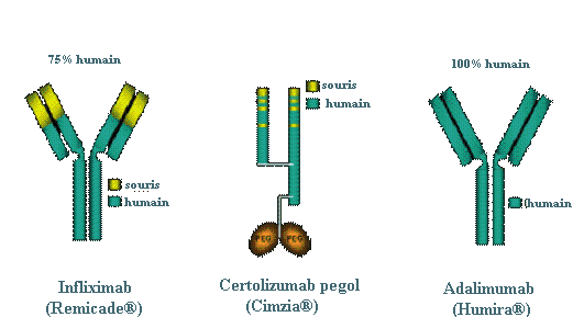 intervenir de nombreux agents modulateurs dont certaines cytokines, telles que les interleukines IL-4, IL-6, IL-10, IL-11, IL-13, le TGF (Transforming Growth Factor) qui inhibent la production de
