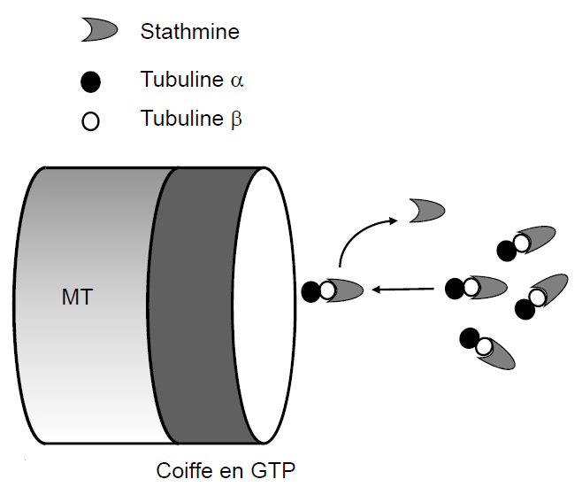 Instabilité dynamique des MT cytosoliques Fonction essentielle de la cellule Exemple : le fuseau mitotique à la prophase Médicaments affectant les MT cytosoliques Empêchent la polymérisation des MT