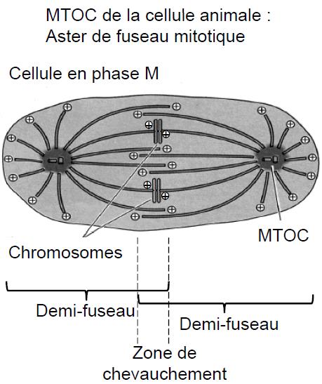 Structures pluritubulaires Polymères stables de microtubules Résistent au froid et à tous les fixateurs Doublets ou triplets de MT Rôle des protéines associées dans l organisation Le centriole (dans