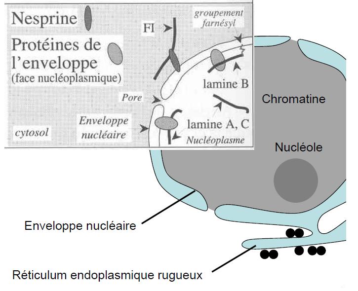 Les neurofilaments (Type IV) Association avec les MT dans l axone et les dendrites Rigidité, souplesse de l axone Définit le diamètre de l axone La Nestine (Type VI) Une seule protéine retrouvée au