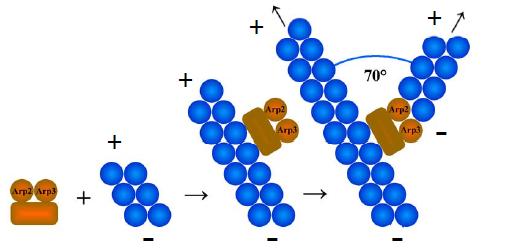 Protéines associées et leurs fonctions Nucléation des filaments Le complexe Arp 2/3 se fixe à l extrémité - Croissance par l extrémité + Jonction en Y sur un MF mère (angle de 70 entre 2 MF) Favorise