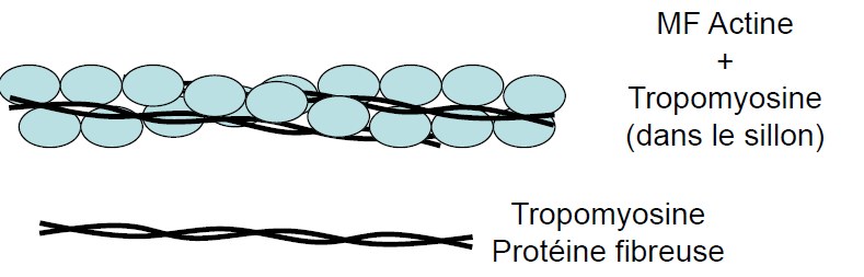 la formation des lamellipodes extensions cytoplasmiques) La formine interagit avec l extrémité + Elle est associée avec la profiline Stabilisation des MF Tropomyosine : stabilisation de la double