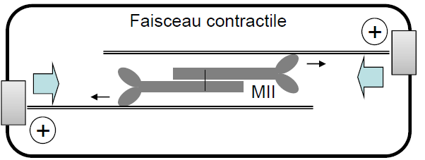 Filaments fins MF stabilisé par la tropomyosine et la troponine Ancrage sur les stries Z (coiffe) à leur extrémité + Filaments épais Auto-assemblage des myosines II Association tête-bêche tout autour