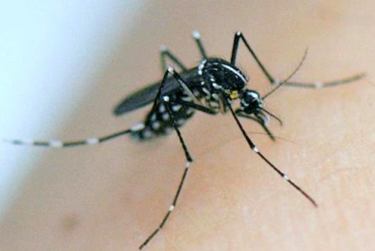 Maladies à transmission vectorielles Maladie virale: Dengue 4 sérotypes: DEN-1 à DEN-4 Répartition géographique : la zone intertropicale Nombre de cas dans