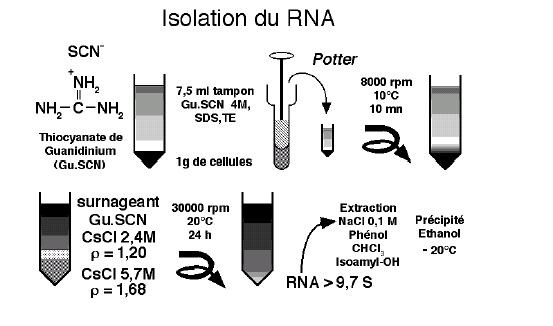 Extraire de l ARN à partir de tissus ou cellules en culture Les sources cellulaires : des biopsies (ex : de villosités choriales lors d'un diagnostic prénatal) ou cultures de cellules.