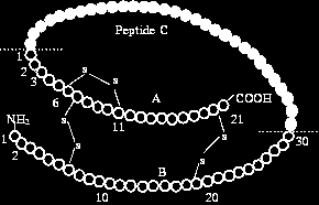 toutes liées par des ponts désulfures, un dans la chaîne A, les deux autres entre les deux chaînes.