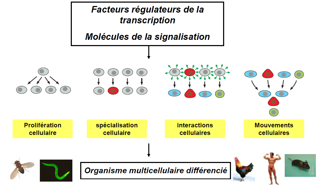Mécanismes généraux de la différenciation cellulaire Deux classes de facteurs : - Facteurs régulateurs de