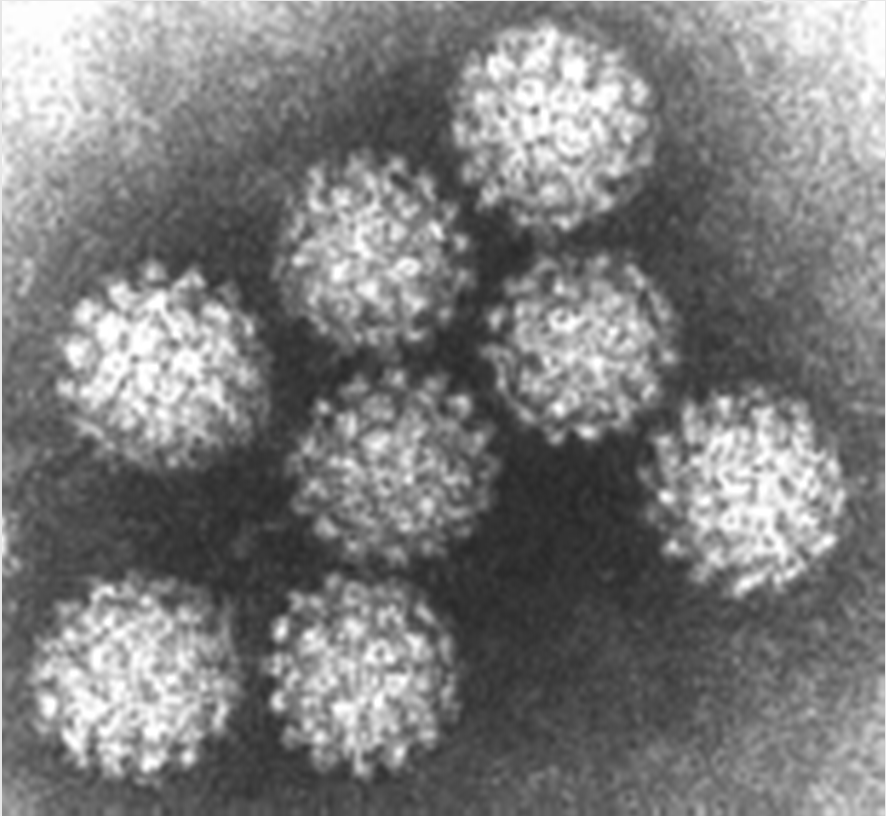 Papillomavirus humains (HPV)