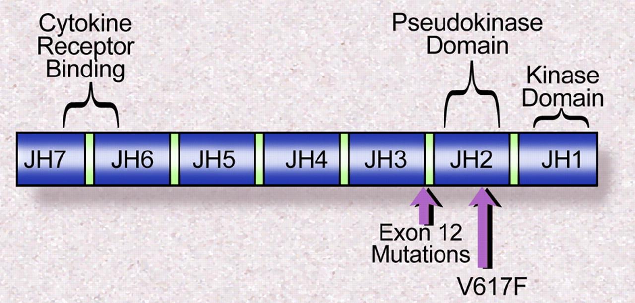 Mutation exon 12 de JAK-2 Érythrocytose pure Moelle avec prédominance érythoide, pas de leucoytose, pas de thrombocytose.