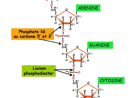 L acide phosphorique (H3PO4).