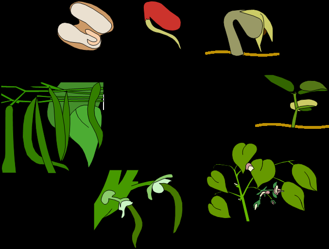 Le cycle de développement du haricot : Plante une graine de haricot dans un peu de terreau
