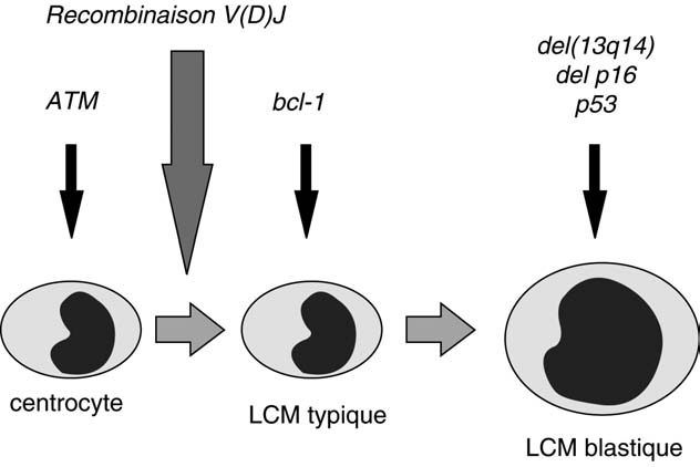 Figure 16 : Lymphomogenèse des lymphomes du manteau : (1) perte de fonction du gène Atm (2) translocation (11;14) (q13;q32) impliquant le gène Bcl-1, translocation tolérée ou induite par la perte de