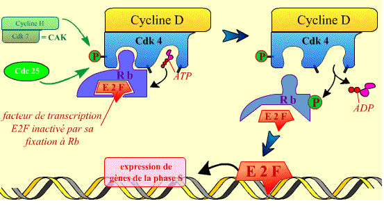 G1. La phosphorylation permise par les kinases cycline-dépendantes (CDK2, CDK4 et CDK6) lève l action de Rb, libérant le facteur de transcription E2F permettant l expression de gènes nécessaires à la