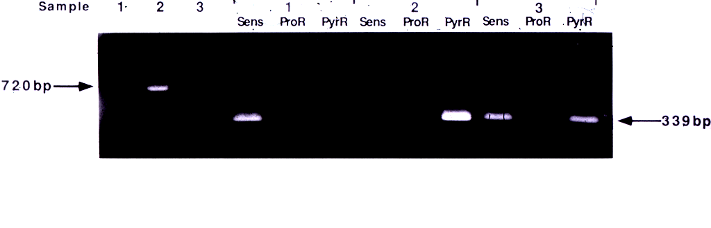 Nested MS-PCR Plowe
