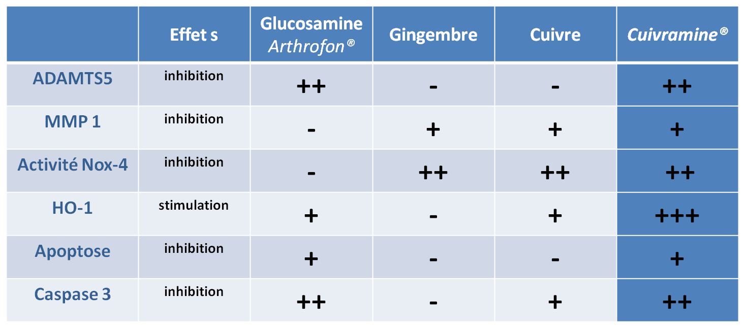 Etude comparative, in vitro, des effets de la glucosamine sulfate et du cuivramine sur la lignée chondrocytaire C-20/A4 Approche