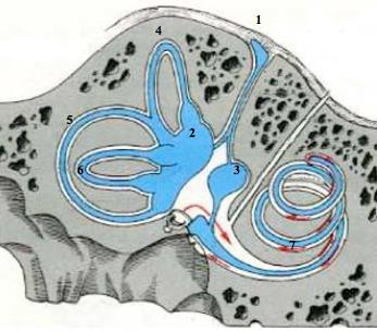 CAVITÉS DE L OS TEMPORAL 3) Oreille Interne: L aqueduc du vestibule: Du vestibule à la fossette unguéale ( située à Environ 1 cm en arrière du méat auditif interne) Contient le sac endolymphatique De