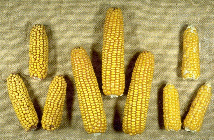 Pour les plantes allogames : travaux de Shull (1908) chez le maïs Méthode pour reproduire un génotype d une population (autofécondationhybridation) = variétés hybrides mais hybrides doubles ou trois