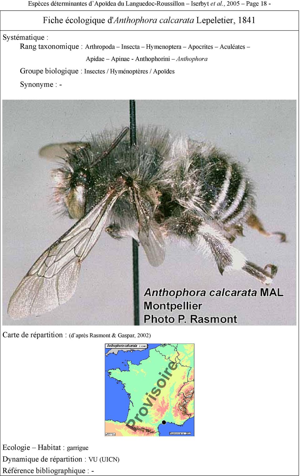 Insecta Hymenoptera Apocrites Aculéates Apidae Apinae - Anthophorini Anthophora Groupe biologique : Insectes /