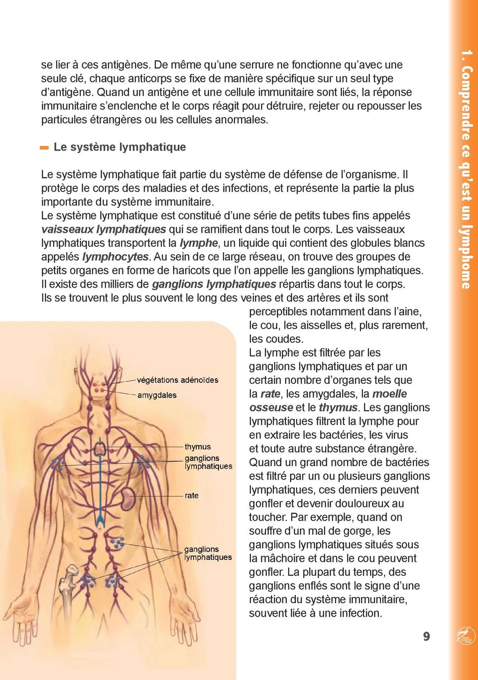 Le système lymphatique Le système lymphatique fait partie du système de défense de l organisme.