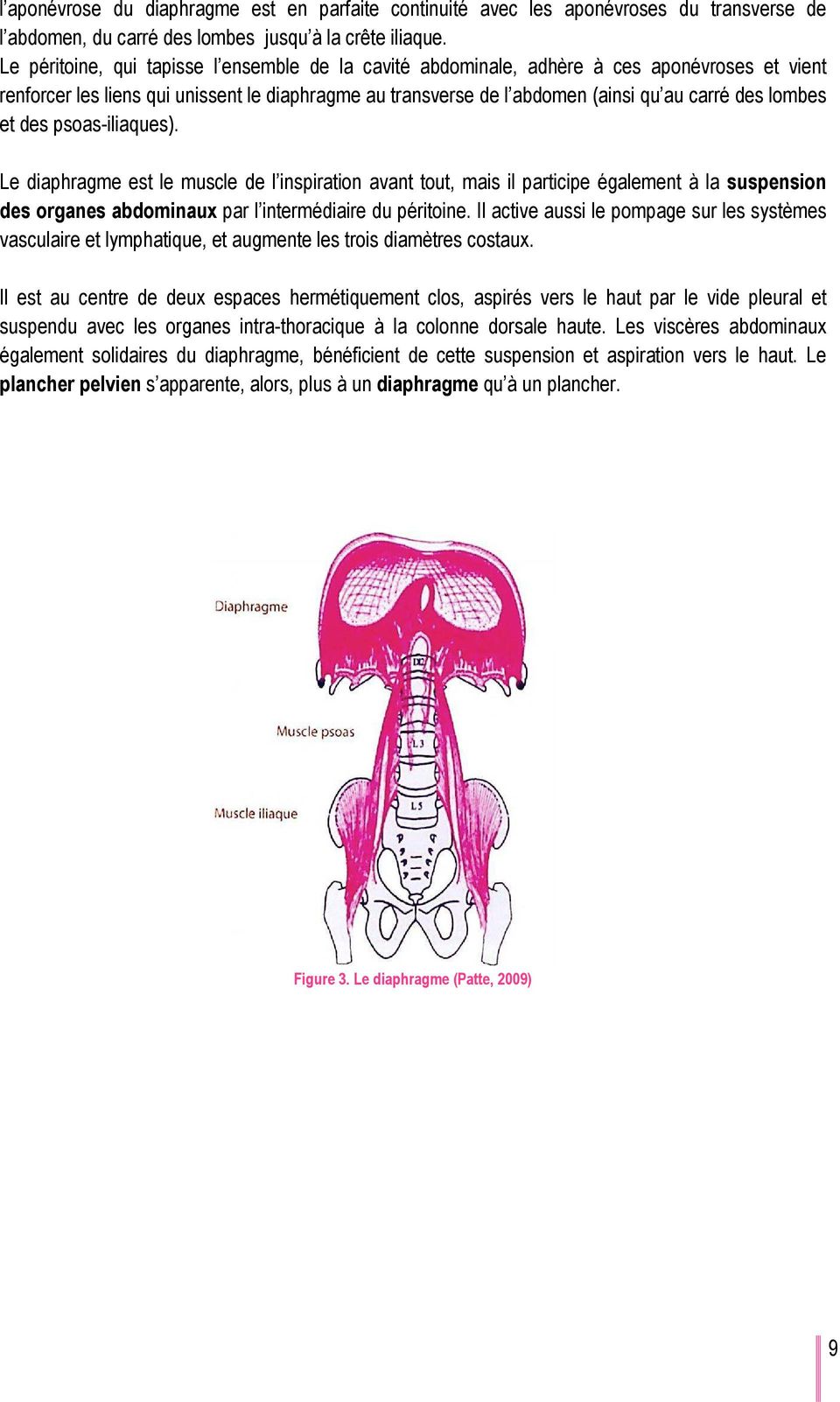 et des psoas-iliaques). Le diaphragme est le muscle de l inspiration avant tout, mais il participe également à la suspension des organes abdominaux par l intermédiaire du péritoine.