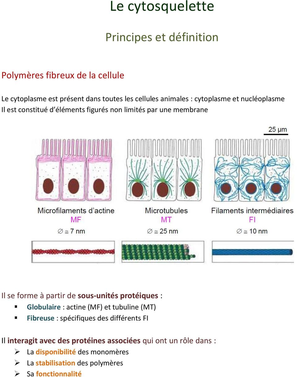 de sous-unités protéiques : Globulaire : actine (MF) et tubuline (MT) Fibreuse : spécifiques des différents FI Il interagit