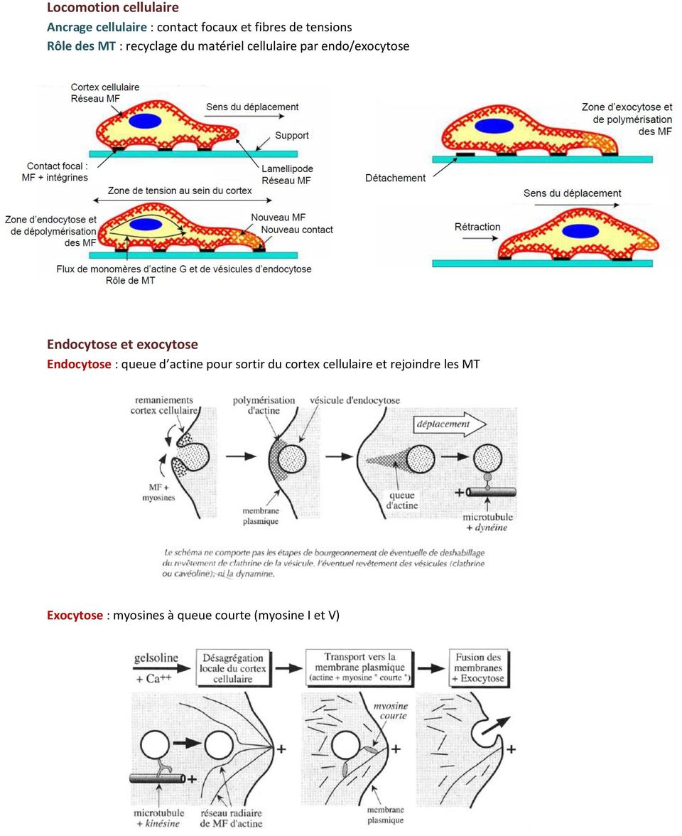 Endocytose et exocytose Endocytose : queue d actine pour sortir du cortex