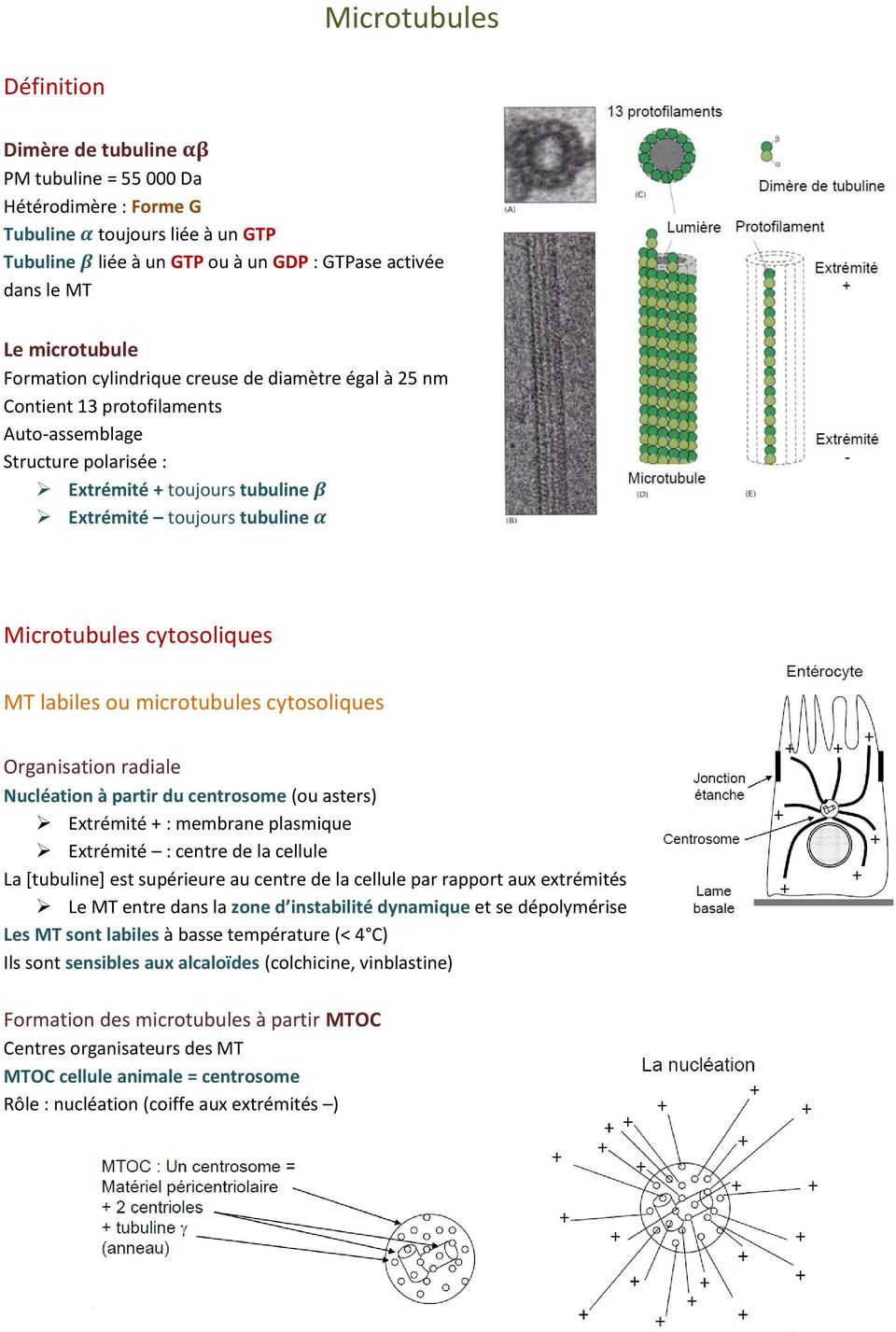 cytosoliques MT labiles ou microtubules cytosoliques Organisation radiale Nucléation à partir du centrosome (ou asters) Extrémité + : membrane plasmique Extrémité : centre de la cellule La [tubuline]