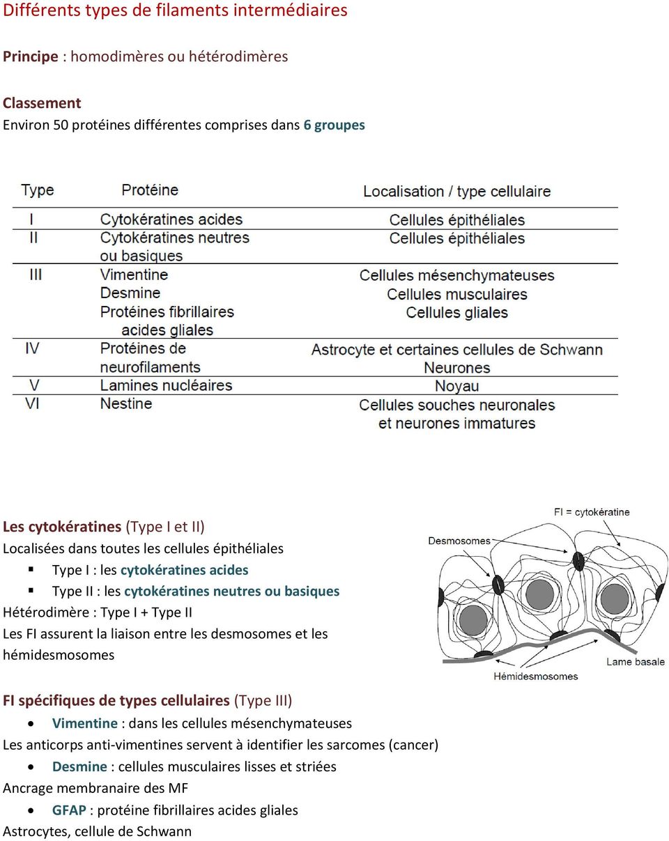 la liaison entre les desmosomes et les hémidesmosomes FI spécifiques de types cellulaires (Type III) Vimentine : dans les cellules mésenchymateuses Les anticorps anti-vimentines