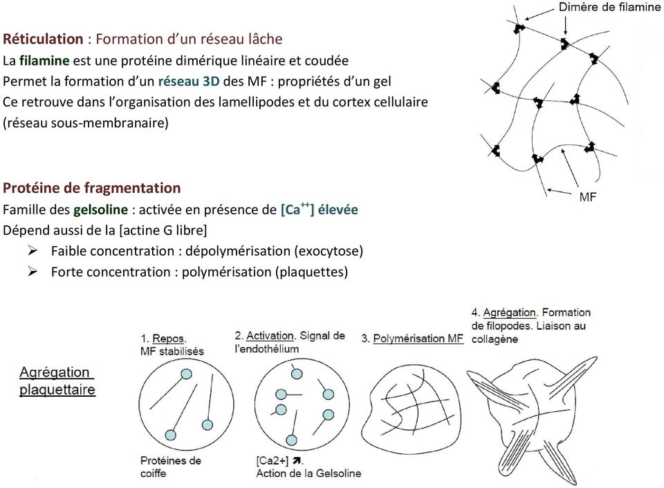 sous-membranaire) Protéine de fragmentation Famille des gelsoline : activée en présence de [Ca ++ ] élevée Dépend aussi de