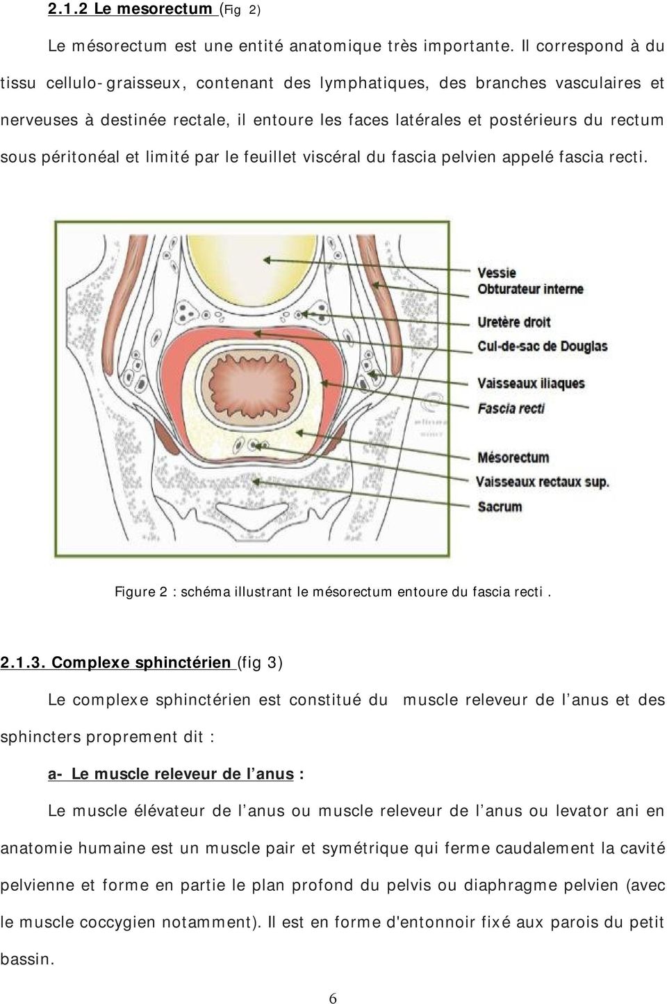 péritonéal et limité par le feuillet viscéral du fascia pelvien appelé fascia recti. Figure 2 : schéma illustrant le mésorectum entoure du fascia recti. 2.1.3.