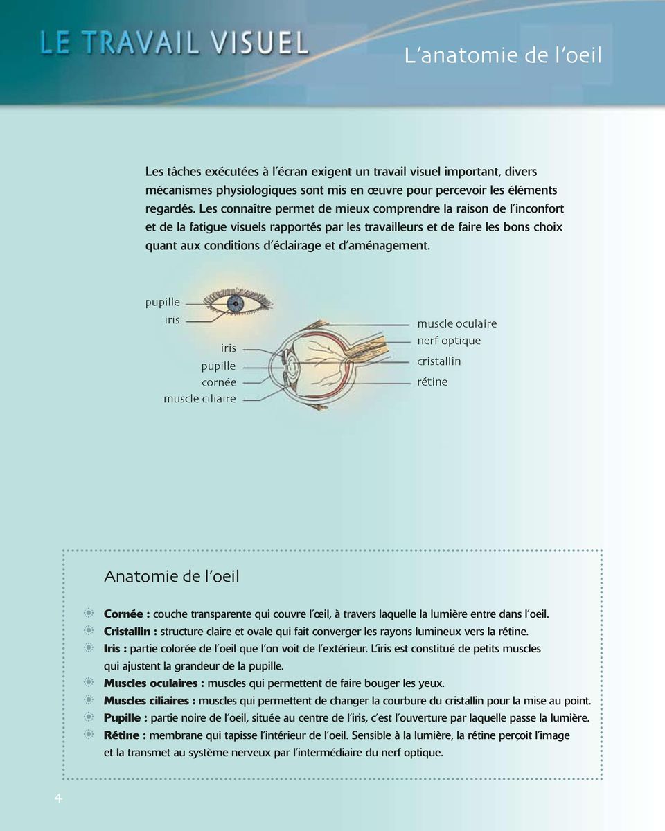 pupille iris iris pupille cornée muscle ciliaire muscle oculaire nerf optique cristallin rétine Anatomie de l oeil b Cornée : couche transparente qui couvre l œil, à travers laquelle la lumière entre