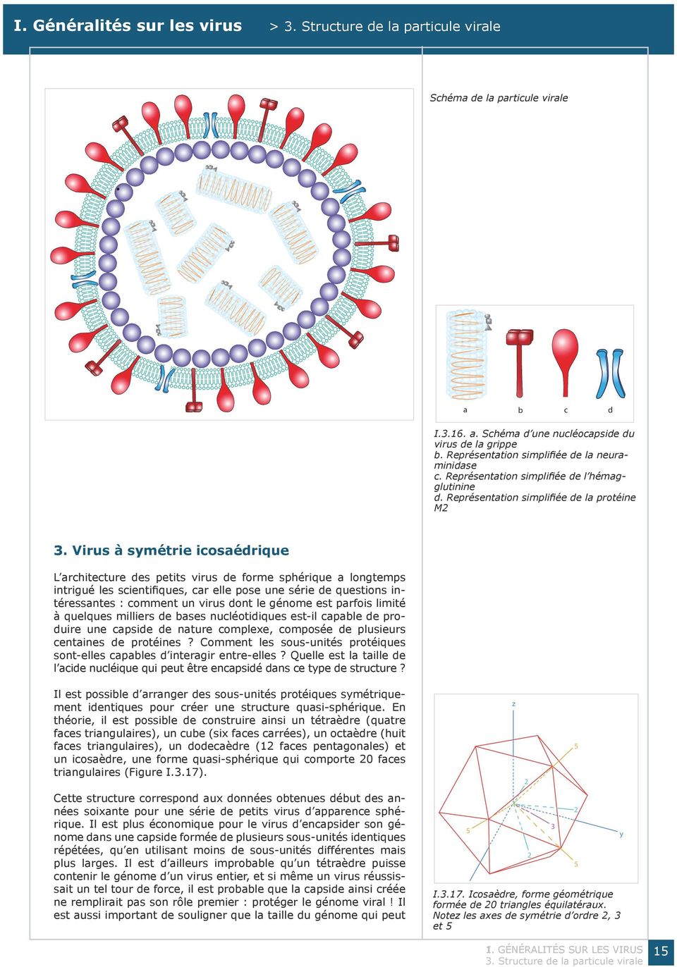 Virus à symétrie icosaédrique L architecture des petits virus de forme sphérique a longtemps intrigué les scientifiques, car elle pose une série de questions intéressantes : comment un virus dont le
