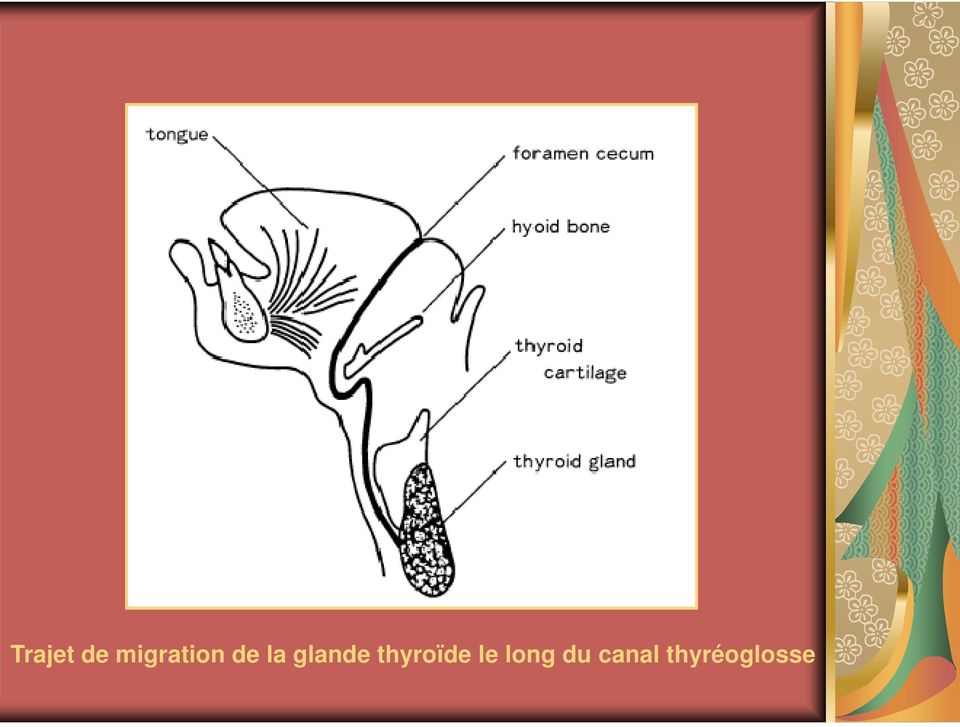 glande thyroïde