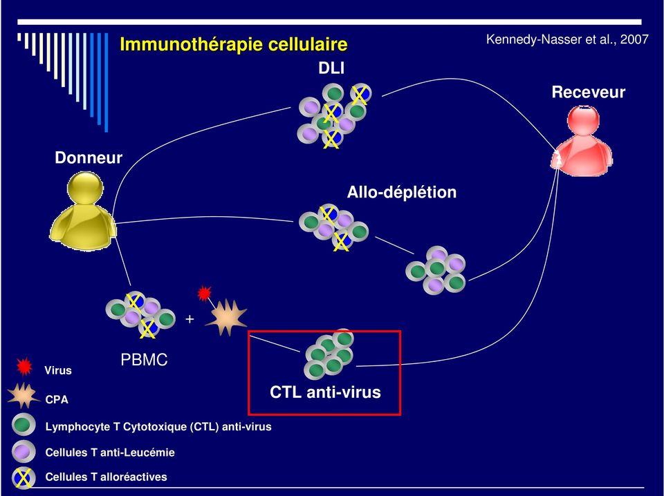 Allo-déplétion Receveur Virus CPA X X PBMC + CTL